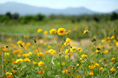 The field of Mexican Aster flowers (Cosmos sulphureus, yellow cosmos, sulfur cosmos) with blurred view of mountain and natural background. photo