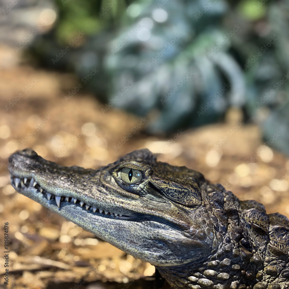 Fototapeta premium head of a crocodile