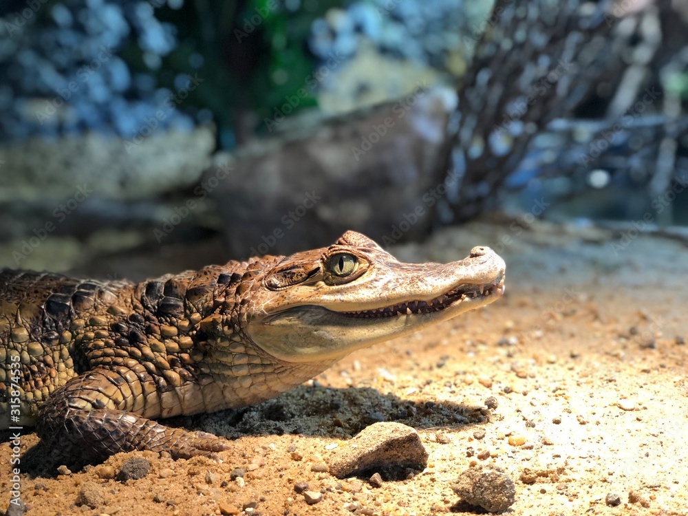 Fototapeta premium crocodile in the water