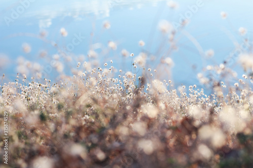 Blur flower of Coat buttons,Wild Daisy grass flowers against sunlight in field beside the way and water. Cool tone.