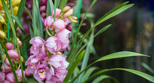 Beautiful cymbidium flowers blooming in spring