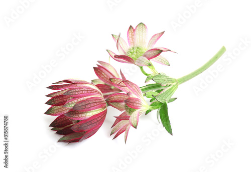 Beautiful fresh pink astrantia flowers isolated on white