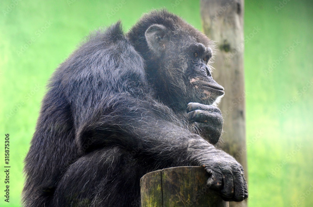one chimpanzee thinking on a trunk