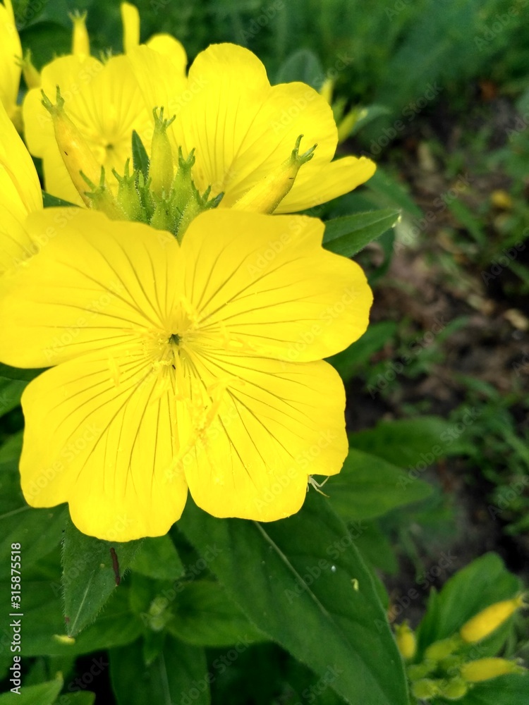 yellow flower in the garden yellow flower in the garden