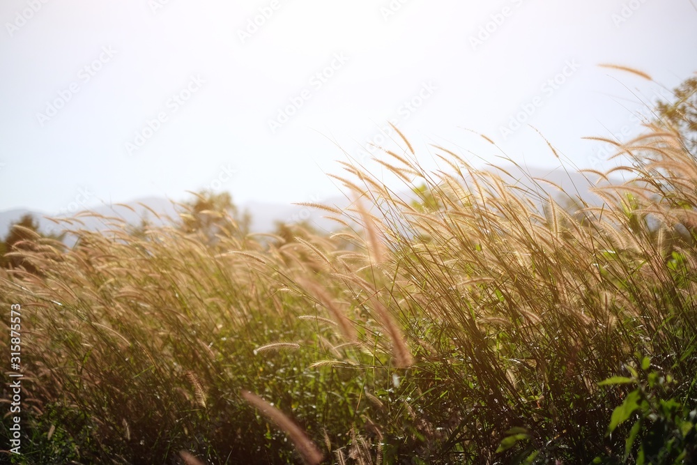 Grass leaves and flower grass in garden with sunlight effect on sunset time. Foxtail weed grass flowers in nature golden light background. Abstract nature background. Grass leaves and flower grass in garden with sunlight effect on sunset time. Foxtail weed grass flowers in nature golden light background. Abstract nature background.