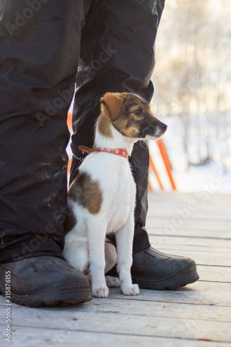 small dog next to the owners feet