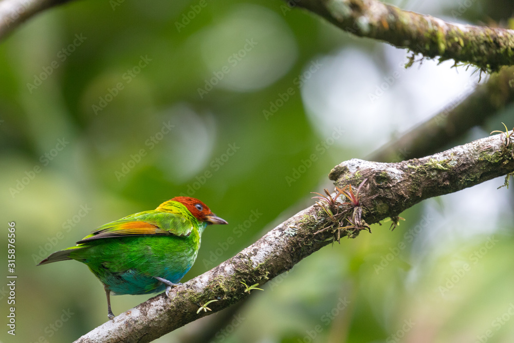 Bay-headed Tanager (Tangara gyrola) on a branch in the rain forest near Arenal volcano
