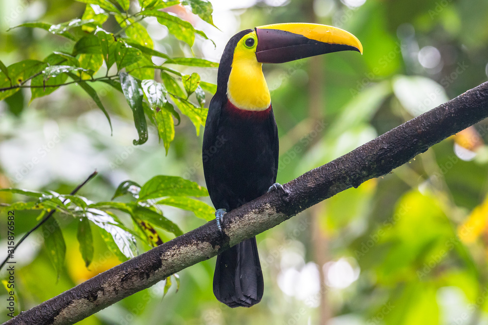 Swainson's Toucan, Chestnut-mandibled Toucan seen in rainforest near Arenal volcano Swainson's Toucan, Chestnut-mandibled Toucan seen in rainforest near Arenal volcano