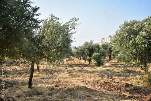 Field of Olive trees in Bethlehem on a summer day