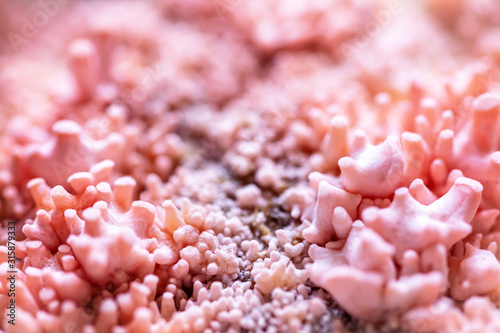 Details of mushroom fruiting body at growth, fungiculture and cultivation of Pleurotus djamor photo