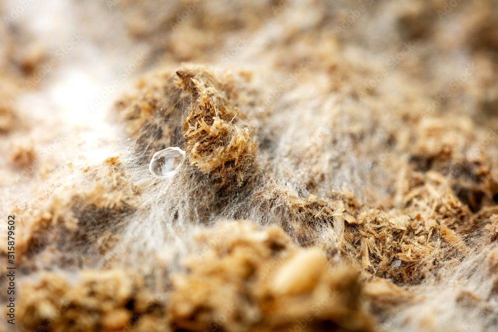 Mushroom growth medium with mycelium and fungal spores, macro background Mushroom growth medium with mycelium and fungal spores, macro background