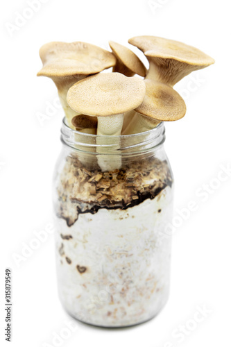 King oyster mushrooms growing up on a glasses container, homemade fungiculture, isolated photo