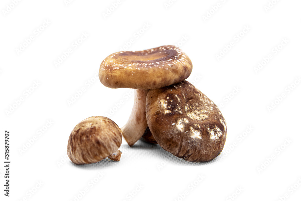 Delicious fresh shiitake mushrooms isolated on white, Lentinula edodes Delicious fresh shiitake mushrooms isolated on white, Lentinula edodes