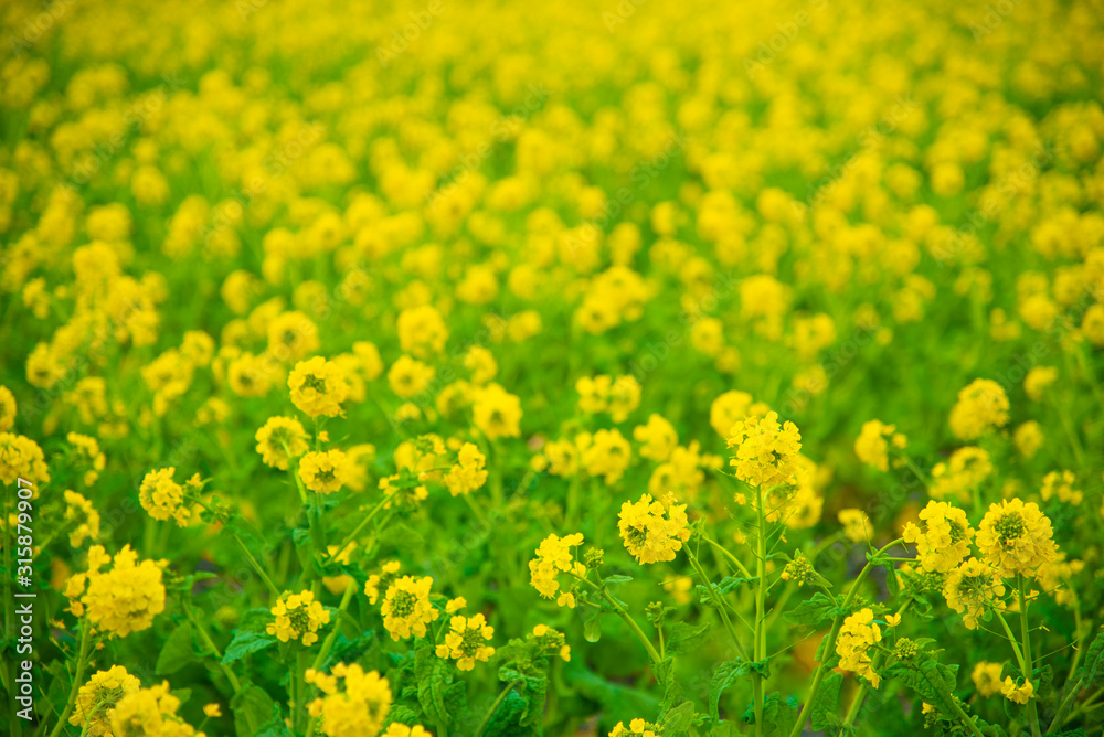 Obraz premium 菜の花 風景