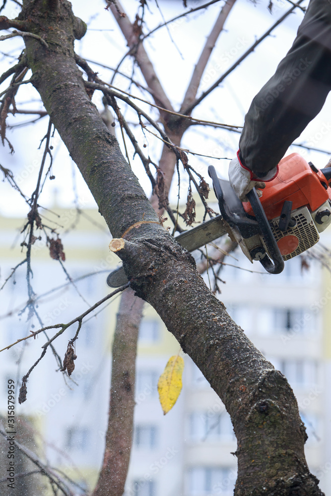 chainsaw in a hands chainsaw in a hands