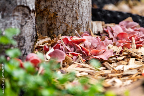 Growing up of pink oyster mushrooms in the own raised bed photo
