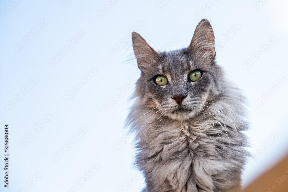 Portrait d'un chat angora main coon Portrait d'un chat angora main coon