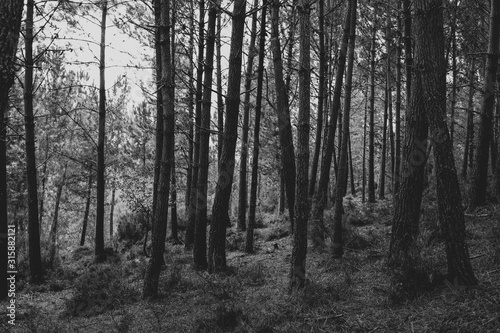Forest in fog in black and white