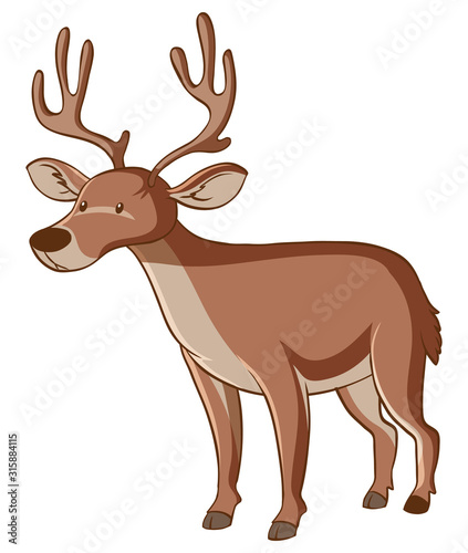 Brown deer on white background
