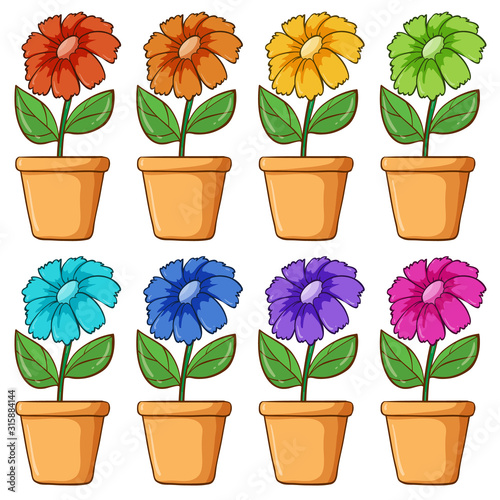 Potted flowers in different colors