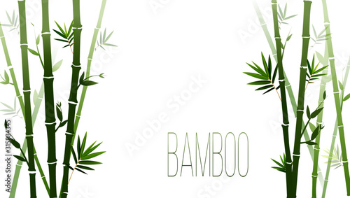 Vector green bamboo stems and leaves isolated on white background with copy space
