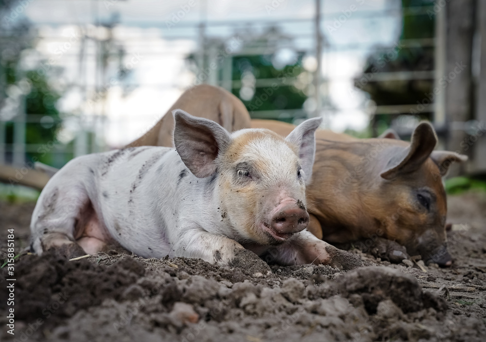 Dösende Ferkel auf einer Schweineweide - Outdoorhaltung Dösende Ferkel auf einer Schweineweide - Outdoorhaltung