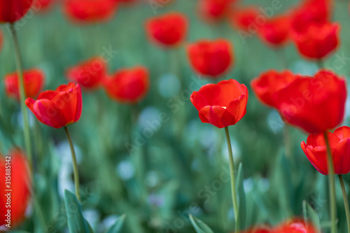 Group of red tulips in the park. Spring landscape  blurred natural background. Peaceful nature scenery
