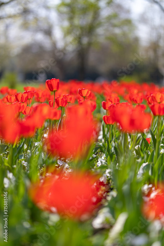 Schilderij op canvas Group of red tulips in the park