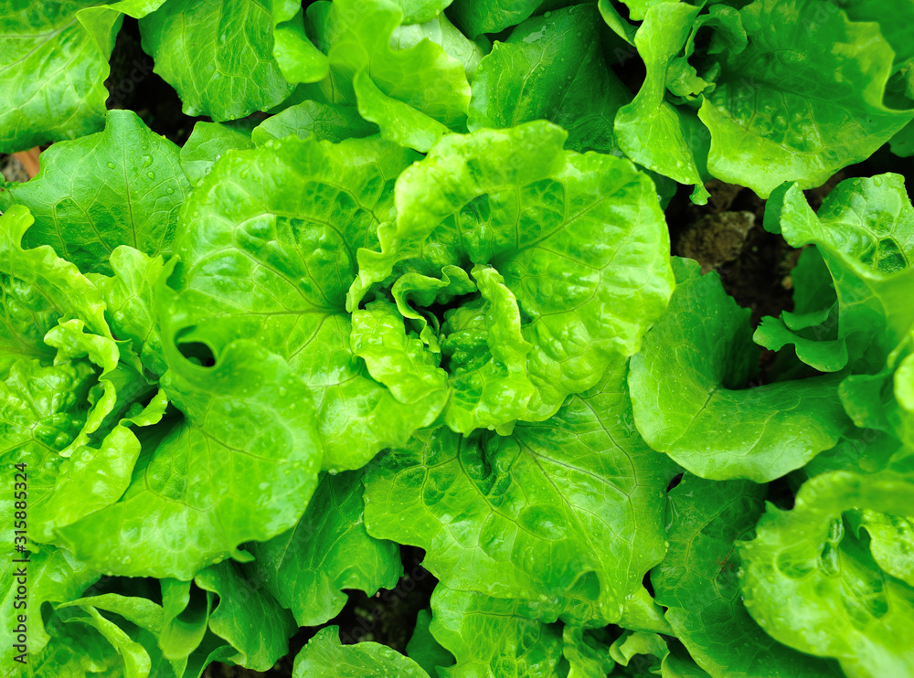 Green lettuce plants in growth at field Green lettuce plants in growth at field