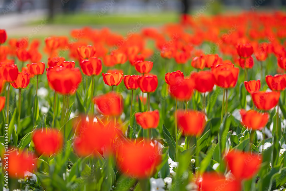 Obraz premium Group of red tulips in the park. Spring landscape, blurred natural background. Peaceful nature scenery