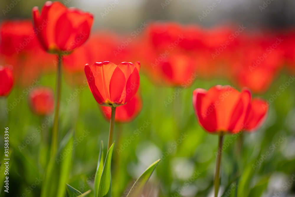 Group of red tulips in the park. Spring landscape, blurred natural background. Peaceful nature scenery Group of red tulips in the park. Spring landscape, blurred natural background. Peaceful nature scenery