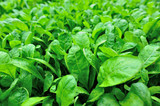 Green radish leaf plants in growth at vegetable garden