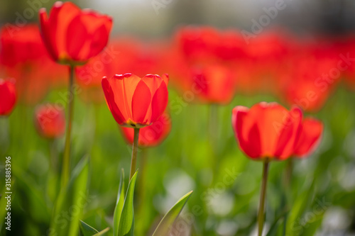 Group of red tulips in the park. Spring landscape  blurred natural background. Peaceful nature scenery