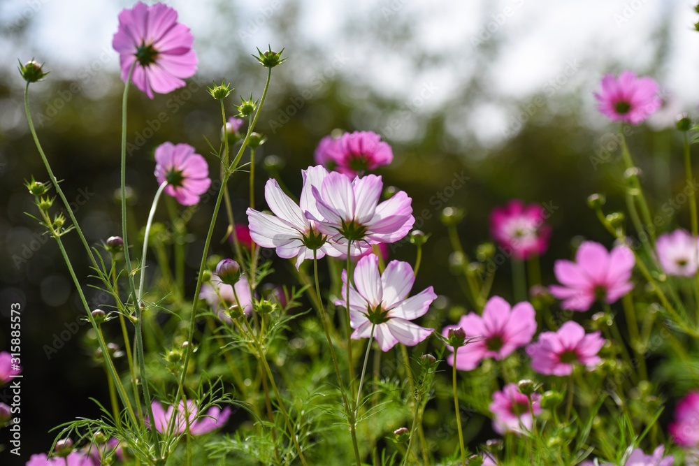 Cosmos flowers in a field garden. Selective focus view of flowers. Autumn flowers. Walkway view.