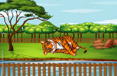 Scene with tiger at the zoo