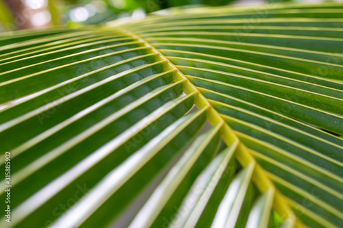 Striped of palm leaf. Abstract green texture background. Tropical nature pattern
