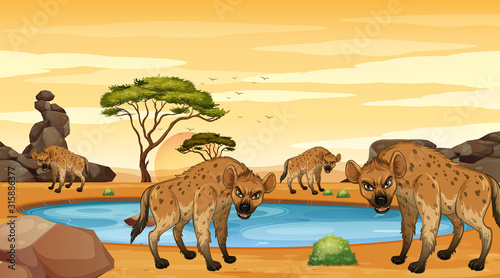 Scene with hyenas in the dersert