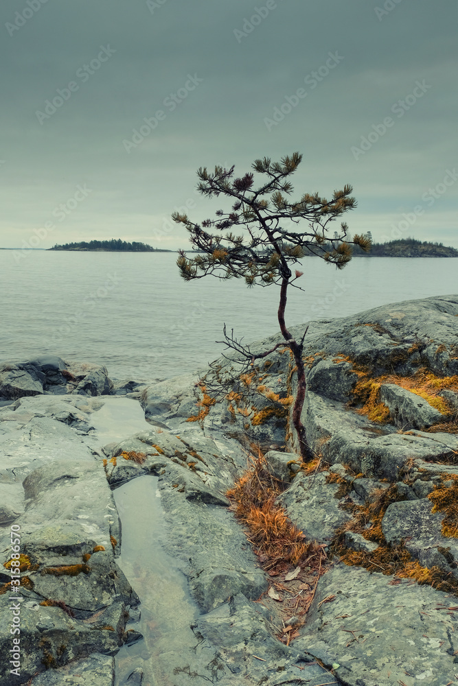 Fototapeta premium pine on the sandy shore of a ladoga lake in the Karelia
