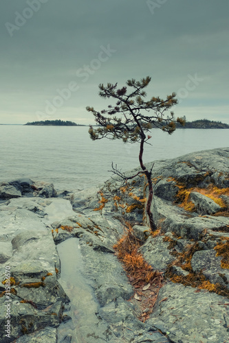 pine  on the sandy shore of a ladoga lake in the Karelia © Lana Kray