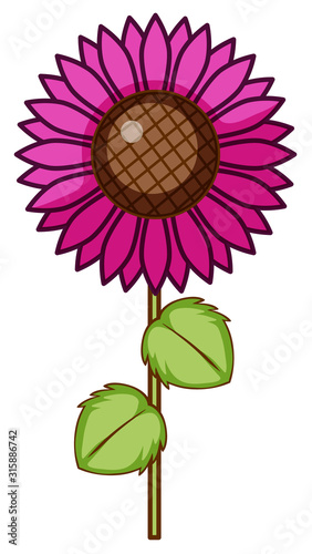 Single flower in pink color