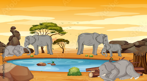 Skinny elephants in the field