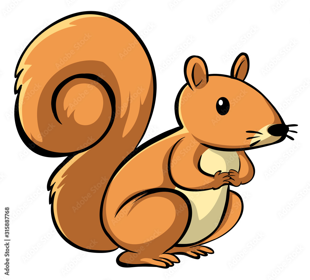 Cute squirrel on white background Cute squirrel on white background
