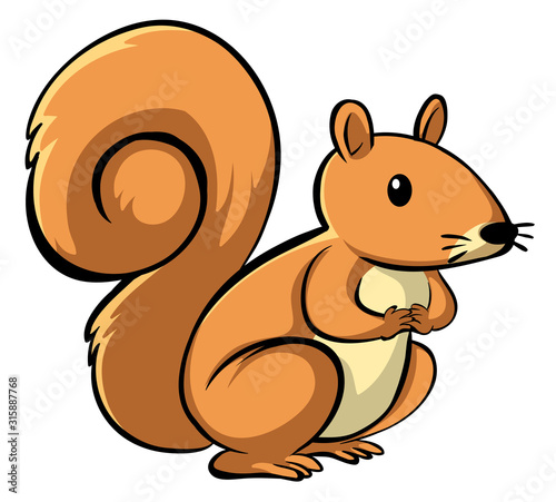 Cute squirrel on white background