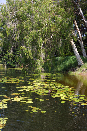 Fototapeta Naklejka Na Ścianę i Meble -  Melaleuca paperbark trees on river with waterlillies