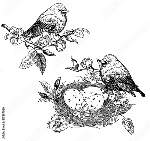 Birds and nest with eggs on a blooming branch.