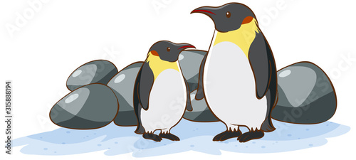 Two penguins on white background
