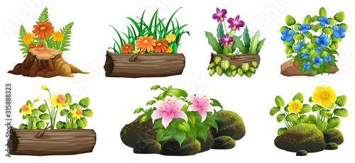 Large set of colorful flowers on rocks and wood