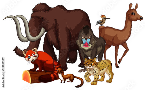 Isolated picture of wild animals