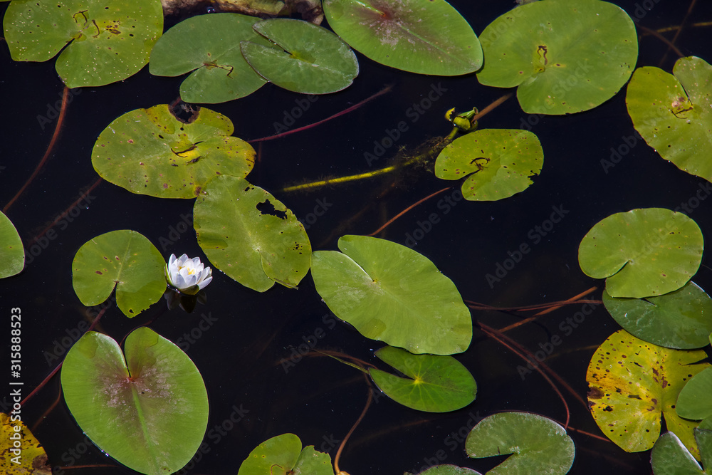 Strelka Aquatic plants of the Kotorosl river Strelka Aquatic plants of the Kotorosl river