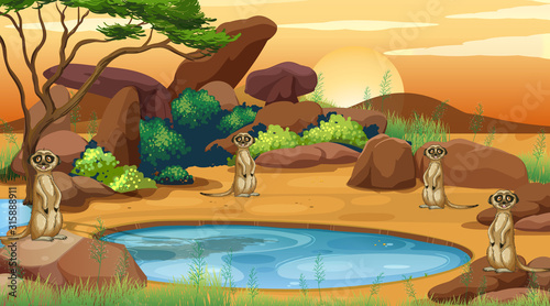 Scene with meerkats in the field